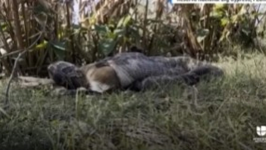 ŠOKANTAN SNIMAK SE ŠIRI DRUŠTVENIM MREŽAMA Opasni predator u sekundi progutao jelena od 35 kilograma, prizor ledi krv u žilama!