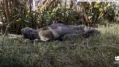 ŠOKANTAN SNIMAK SE ŠIRI DRUŠTVENIM MREŽAMA Opasni predator u sekundi progutao jelena od 35 kilograma, prizor ledi krv u žilama!