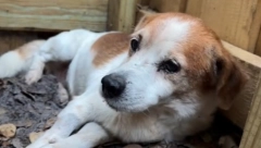 DA LI ĆE OVAJ PAS SAM DOČEKATI STAROST? Doživeo je pakao, sada sedi sam u ćošku i plače, da srce prepukne od tuge! (VIDEO)