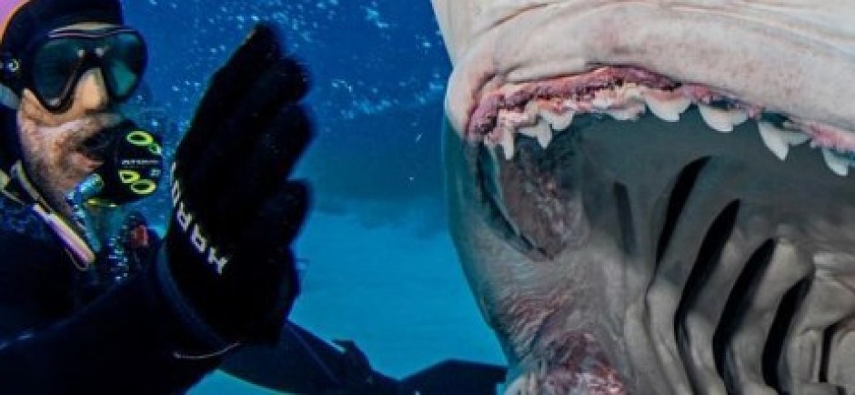 MORSKO ČUDOVIŠTE PROGUTALO I PLJUNULO KAMERU Snimljen kompletan želudac životinje, ronioci šokirani! (VIDEO)