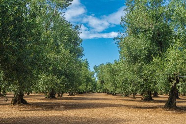 Dnevnica 80 evra, radnika nigde: U čemu je problem? 40% radne snage ni na vidiku