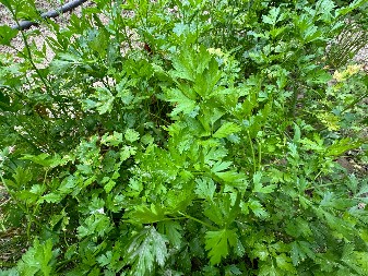 MA DA LI JE OVO MOGUĆE? OSTAJE SVEŽ I DO MESEC DANA Evo kako da sačuvate pun miris i ukus peršuna