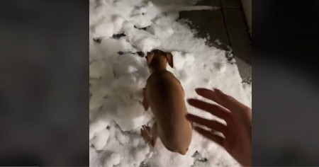 PAS JE VIDEO SNEG PRVI PUT U ŽIVOTU Ljudi plaču od smeha dok gledaju njegovu reakciju!