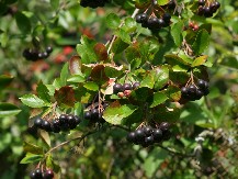 ZAŠTO JE OVA BOBICA POSTALA MUST-HAVE? Korisna svojstva aronije, tajna zdravlja u malim plodovima