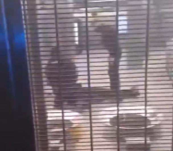 JOŠ JEDNA PUCNJAVA U BRISELU! Sevali rafali, ubijen mladić (19)! (FOTO/VIDEO)