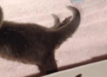 AU MAJKO MILA, DA LI JE OVO REALNO? Uzgajaju divlja stvorenja kao da su kućni ljubimci, bizaran trend podelio javnost! (VIDEO)