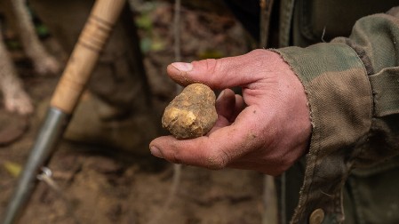 SVUDA SU OKO NAS Možda ih imate u dvorištu, a nemate pojma - Potražnja je ogromna, vrede pravo bogatstvo