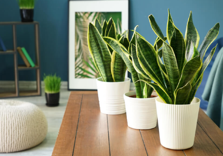 OVA BILJKA ČISTI VAZDUH I POBOLJŠAVA KVALITET SNA Zašto je Sanseverija idealna za svaki dom