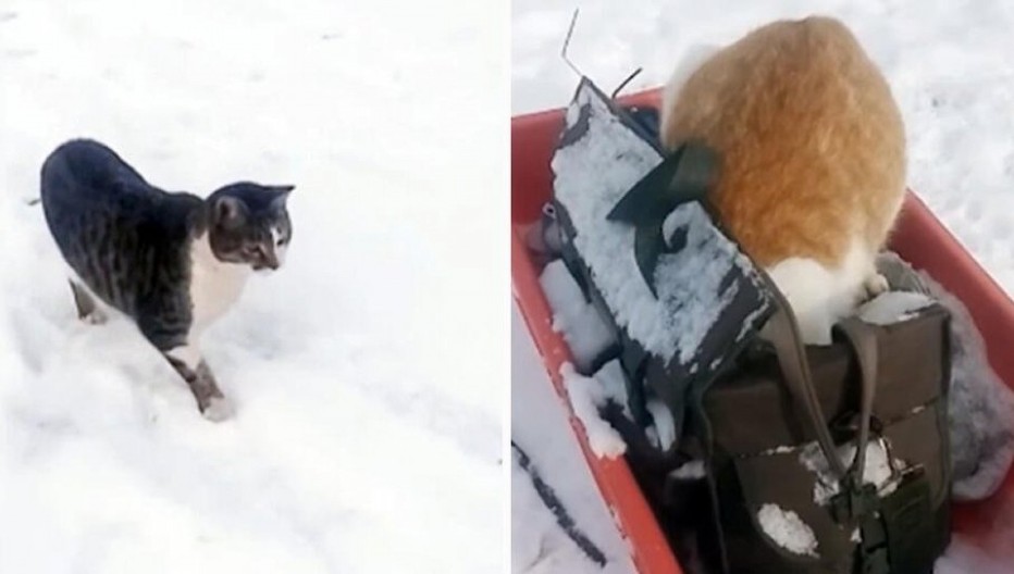 MAČKE REKETIRAJU Hit snimak krznene bande