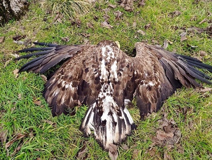POTRESAN PRIZOR U TITELU Strogo zaštićena vrsta ptice pronađena mrtva, sumnja se na trovanje (FOTO)