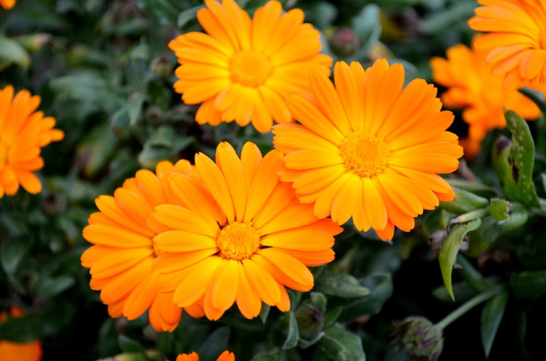 PRAVO JE VREME DA POSADITE OVAJ CVET Lepotom će ukrašavati dvorište do jeseni, a štiti druge biljke od štetočina