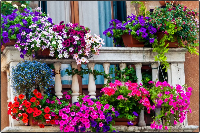 BALKONSKO CVEĆE KOJE SVIMA USPEVA Cveta od proleća do kasne jeseni jeseni, a otporno je na skoro sve