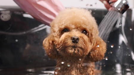 Mušterija radi sama, a mašina „obrće novac“ – bez zakazivanja, samouslužno kupanje pasa