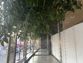 Evo kada možete doći po pelcer džinovskog fikusa u Čačku, zeleni gorostas će biti orezan i ovog proleća