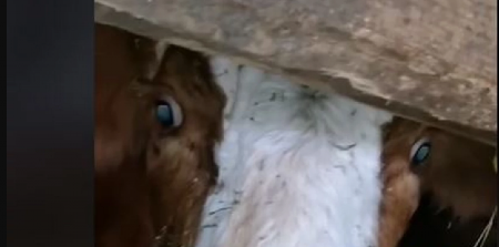 RASVETLJENA TEŠKA KRAĐA: Nikšićanin osumnjičen da je pod okriljem noći otuđio kravu