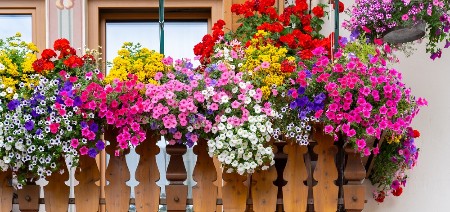 IMAĆETE NAJLEPŠU TERASU U KOMŠILUKU Sada posadite 3 vrste cveća, uskoro ćete uživati u raskošnoj lepoti!