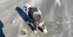 PAS U ŠETNJI NAiŠAO NA NEVEROVATNO OTKRIĆE Nanjušio je predmet zbog koga se nekad išlo pravo u zatvor, gazda zanemeo od šoka! (FOTO)