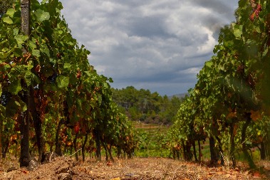 Uvučeni u trgovinski rat, protiv svoje volje – „Postali smo direktna mesta Amerike“