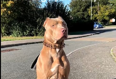 VLASNICA PSU REKLA DA GA VOLI Njegova dirljiva reakcija raznežila srca 5 miliona ljudi!