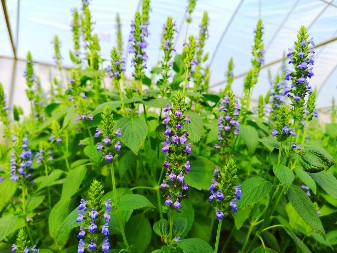 SPAS ZA SRCE Seme koje ima više omega 3 masnih kiselina od lososa, potpomaže i gubitak kilograma