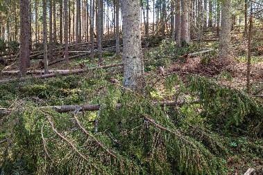 STRAVIČNA OLUJA U HRVATSKOJ Oluja obara stabla i skele