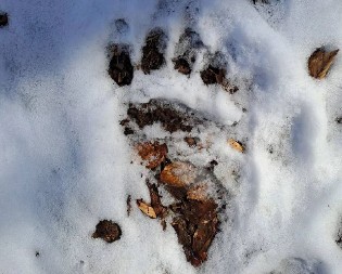 ZVER IM UPALA NA IMANJE PA UNIŠTILA SVE KOŠNICE! Iza sebe je ostavila samo JEDAN TRAG!