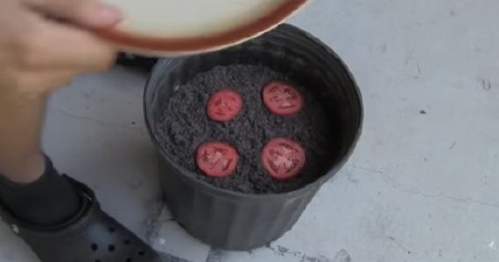 STAVIO JE KOLUTOVE PARADAJZA U SAKSIJU SA ZEMLJOM Kad vidite šta se desilo nakon 2 nedelje i vi ćete uraditi isto