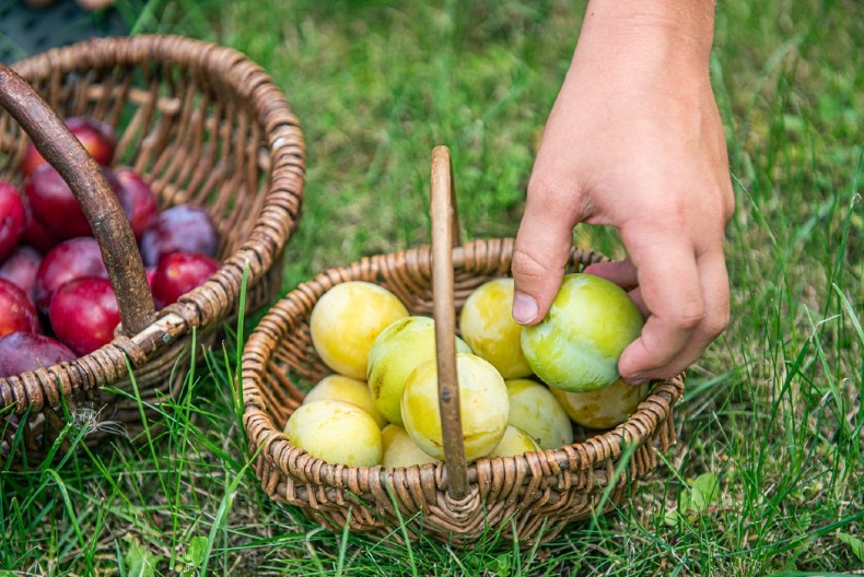 SRBIJA PRVA U EVROPI PO UZGOJU ŠLJIVE! Dunja veoma tražena, ali...