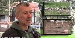 PSI LUTALICE DEJANU POBILI SVE ŽIVOTINJE: "Sve što sam imao, sve je uništeno, noćas su pojeli četiri pauna, šest patuljastih kozica, dva emua, par kokica"