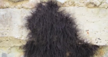 ČOVEK JE MISLIO DA JE U PITANJU GOMILA DLAKA Kada ju je pipnuo štapom, shvatio je da je nešto živo i da se mrda! (VIDEO)