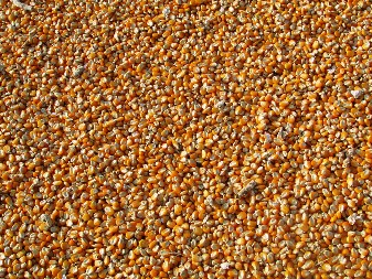 PRODUKTNA BERZA PROMETOVALA 10.888 TONA ROBE Ove sedmice se najviše se trgovalo kukuruzom