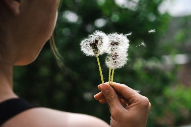 VREDI KAO SUVO ZLATO Lekovita biljka, poznatija kao korov, daje odlične rezultate