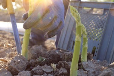 Ne isplati se kupovati ga – cena ovog povrća ide i do 3.000 dinara