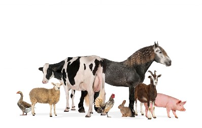 PRASIĆA I JAGNJIĆA KOLIKO TI DUŠA ŽELI Cene pred Uskrs kao da ih nema ni za lek