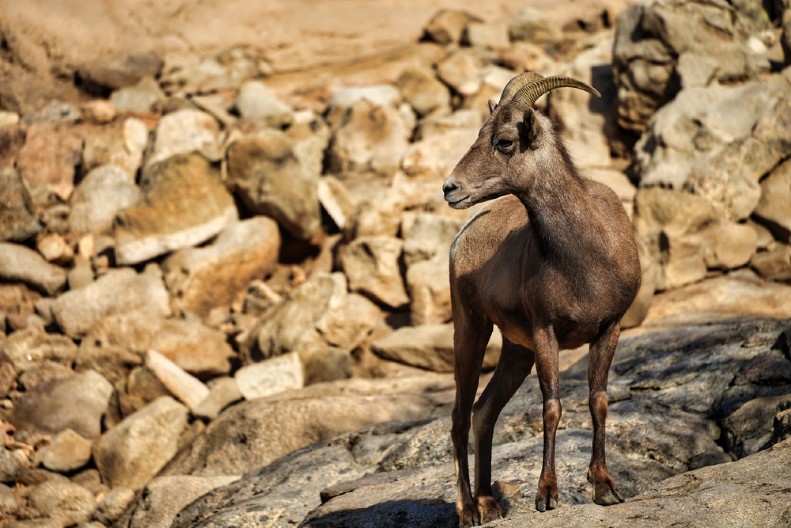 KOZE BEZ KAPI VODE PREŽIVELE 250 GODINA! Rađale blizance i bile savršeno zdrave, naučnici u šoku – kako im je to uspelo?!