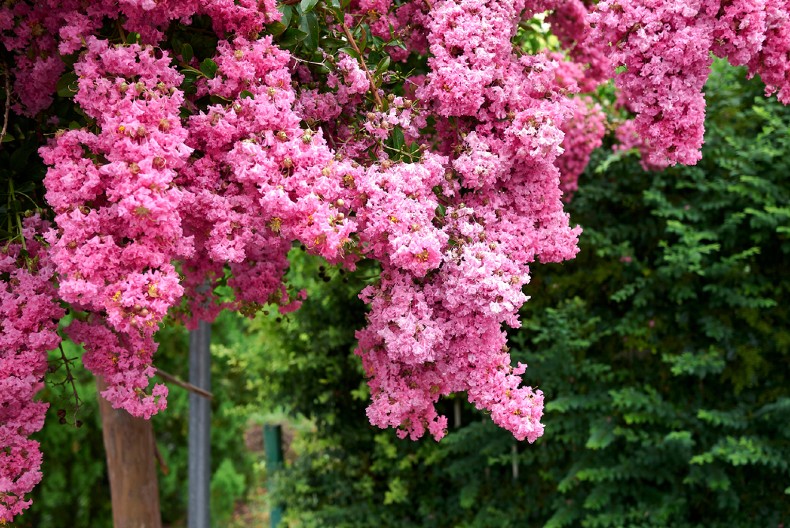 KRASIĆE VAM DVORIŠTE DO KASNE JESENI Simbol je ljubavi, a raskošni cvetovi privlače sve poglede