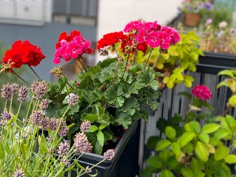 CVETAĆE NON-STOP, DO KRAJA LETA BIĆE BUJNE Evo koji rastvor vole muškatle, dodajte ga pri svakom zalivanju