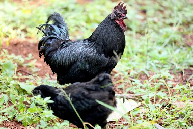 DA LI STE ČULI ZA „LAMBORGINI“ KOKOŠKE? Cena jednog komada je kao nečija plata