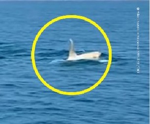 NEVEROVATAN SUSRET FOTOGRAFA I BELE MORSKE ZVERI Neočekivani trenutak u okeanu zapanjio je ceo svet! (VIDEO)