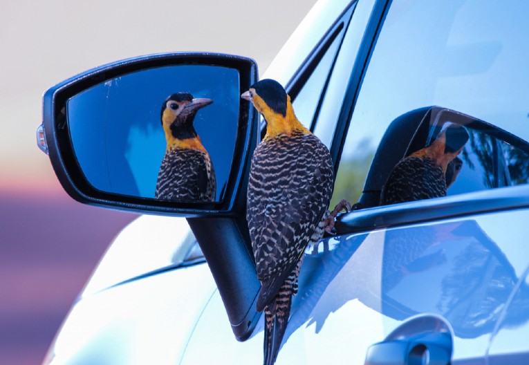 KAKVA NAPAST Detlić stalno razbija stakla na kolima - meštani pokušavaju da mu doskoče