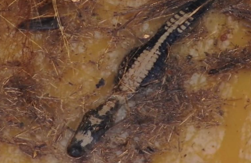 AVION SA PET PUTNIKA UPAO U MOČVARU PUNU ALIGATORA! Jedva izvukli žive glave, dva dana bili okruženi zverima (FOTO/VIDEO)