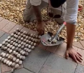 ŽENA PRONAŠLA GOMILU NEOBIČNIH JAJA U DVORIŠTU Kad je čula čija su, prebledela od UŽASA, stručnjaci kažu izbegnuta katastrofa