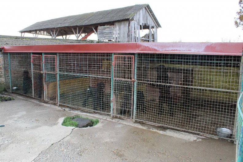 PANČEVO CENTAR ODGOJA I ŠVERCA PASA ZA EVROPU  Policija presekla još jedan lanac organizovane nelegalne trgovine i zlostavljanja životinja na međunarodnom nivou