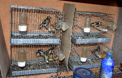 KRIVOLOVAC UHVATIO 13 JEDINKI STROGO ZAŠTIĆENIH VRSTA PTICA Policija hitno reagovala pa po pronalasku živine uradila ovo