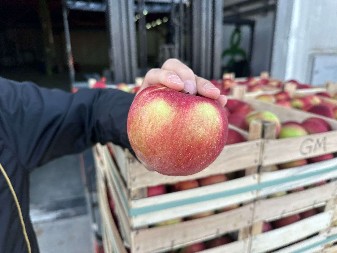 STVARALI SU JE 20 GODINA Uskoro stiže sasvim nova sorta jabuka