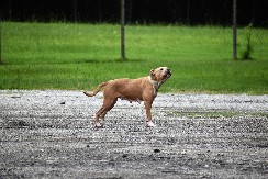 KAKO NAPLATITI ODŠTETU ZA UJED PSA Ovo morate odmah da uradite