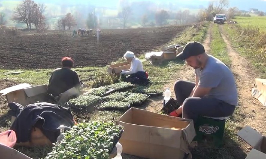 Samo jedna vrsta raste u Srbiji, i Aleksa od nje pravi ozbiiljan biznis: Ovaj začin svi znamo, a ne znamo da raste kod nas
