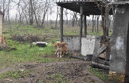 DRŽAO 50 PASA U NEHUMANIM USLOVIMA Sumnja se da je nekoliko životinja zbog zapuštenosti i bolesti uginulo