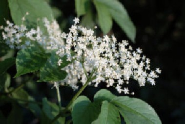 SVE PREDNOSTI SOKA OD ZOVE Ukusan napitak prepun vitamina, koristan u ovim situacijama