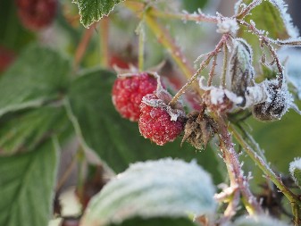 KAKO SPREČITI KATASTROFU Stručnjak upozorava „Jutarnji mraz može usporiti rast voća“